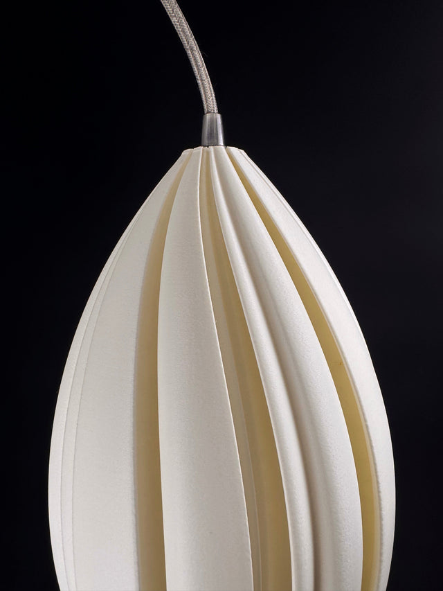 Mycelium Agaricus Spiral